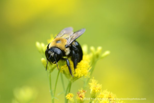 Pollinating work