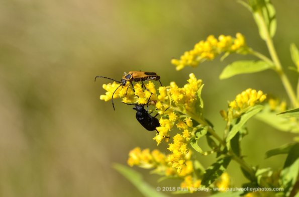 Beetle and wasp