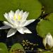 View the image: Classic pond lily flowers