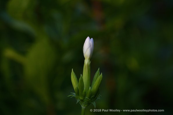 Last phlox bloom