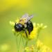 View the image: Pollinating work