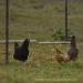 View the image: Rooster gathering