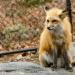 View the image: Red Fox