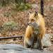 View the image: Foxy fox