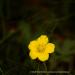 View the image: Tiny and yellow