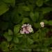 View the image: Small Flowers