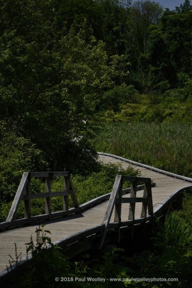 Bridge over the marsh