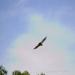 View the image: Hawk on the wing