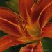 View the image: Heart of the Tiger Lily