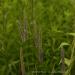 View the image: Grass Blooms