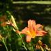 View the image: Lily wide shot