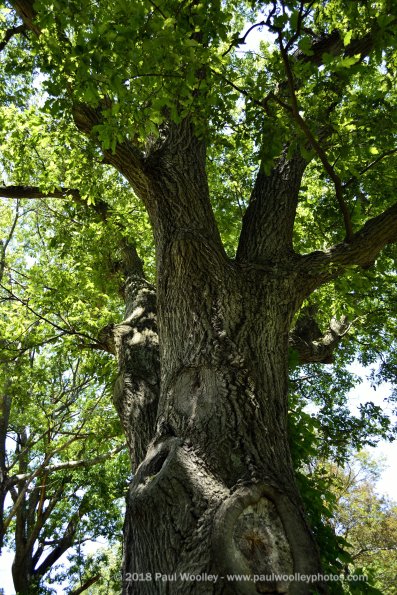The old man oak