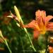 View the image: Tiger lily