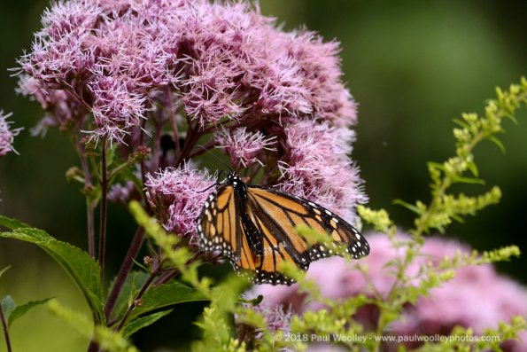 Monarch feeding