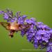 View the image: Hummingbird moth
