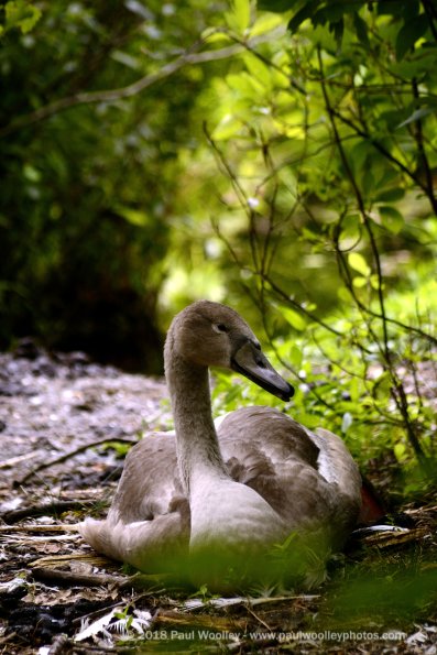 The little grey swan