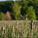 View the image: Cattail tales