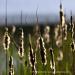 View the image: Cattails shedding