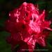View the image: Rhododendron blooms
