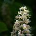 View the image: Horse chestnut