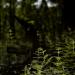 View the image: Old log and ferns