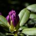 View the image: Rhododendron