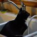 View the image: Sink Cat
