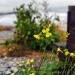 View the image: Last of the beach flowers