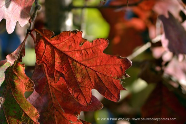 Bright red oak