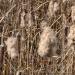View the image: Cattails shedding
