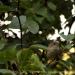 View the image: House wren