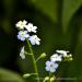 View the image: Forget-me-nots detail