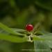 View the image: One red berry