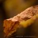View the image: Curl of the last leaf