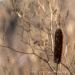 View the image: One last cattail