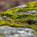 View the image: Land of moss
