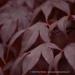 View the image: Red leaves