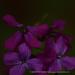 View the image: Extremely purple