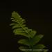 View the image: Fern detail