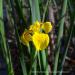View the image: Yellow Iris