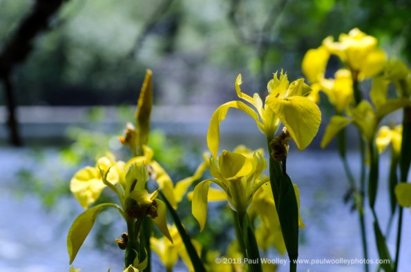 Yellow Iris group