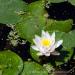 View the image: Water lily