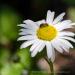 View the image: Daisy chain