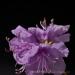 View the image: Delicate and purple