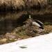View the image: Relaxing Mallards