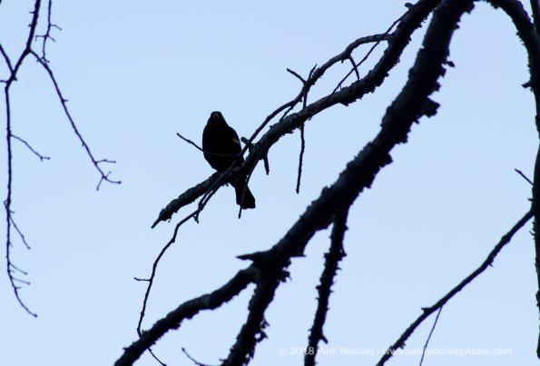 Redwing silhouette