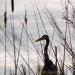 View the image: Heron silhouette