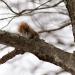 View the image: Red Squirrel staredown