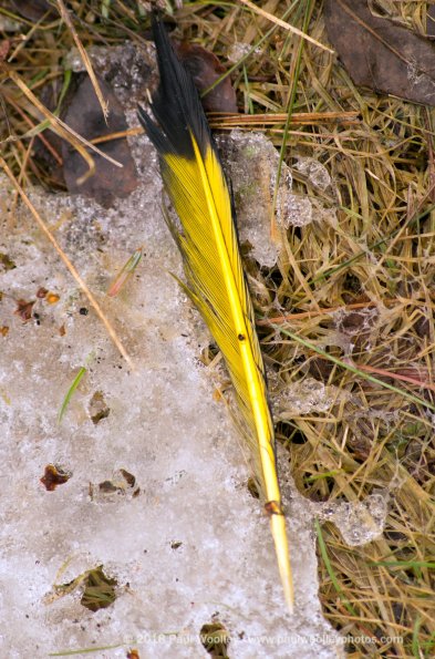 Yellow feather