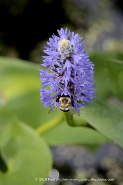 Pickerel weed pollination team